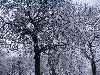 snow-covered trees in kelvingrove park